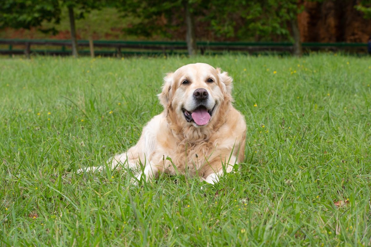 Golden Retriever resting in long grass with a wooden fence behind it